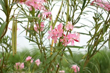 Nerium oleander in bloom, Pink siplicity bunch of flowers and green leaves on branches, Nerium...