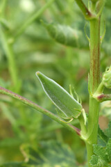 Lady finger or Okra on a plant, Fresh okra plant, Okra closeup on the tree, Lady Fingers or Okra vegetable on plant in farm organic vegetables, Close up of Lady finger, Chakwal, Punjab, Pakistan