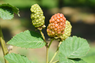 Natural food - fresh unripe blackberries in a garden. Bunch of unripe blackberry fruit, Rubus...