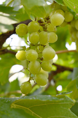 Close up of grapes hanging on Vine, Hanging grapes. Grape farming. Grapes farm. Tasty green grape bunches hanging on branch. Grapes With Selective Focus on the subject, Chakwal, Punjab, Pakistan