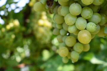 Close up of grapes hanging on Vine, Hanging grapes. Grape farming. Grapes farm. Tasty green grape bunches hanging on branch. Grapes With Selective Focus on the subject, Chakwal, Punjab, Pakistan