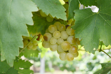 Close up of grapes hanging on Vine, Hanging grapes. Grape farming. Grapes farm. Tasty green grape bunches hanging on branch. Grapes With Selective Focus on the subject, Chakwal, Punjab, Pakistan