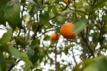 ripe oranges on tree, close-up of a beautiful orange tree with orange, fruit hanging on a tree, Close-up of ripe oranges hanging on a tree in an orange plantation garden, Chakwal, Punjab, Pakistan