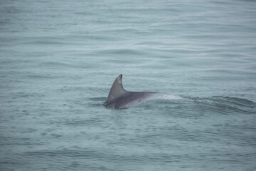 Fototapeta premium dolphin in the water