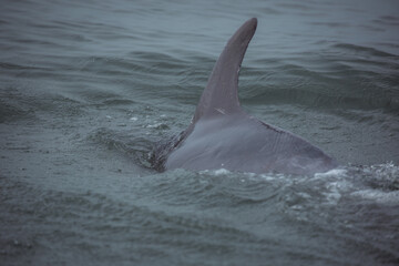 dolphin in the water