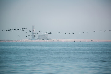 birds flying over the sea