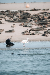 Fototapeta premium flamingo and sea lion on the beach