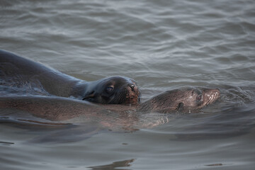 sea lion resting