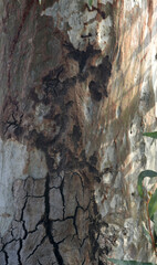 Eucalyptus tree bark texture, Bark of eucalyptus tree, seamless texture, a eucalyptus tree bark texture background image