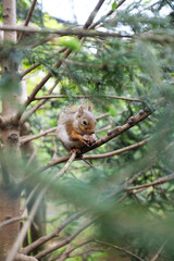Close-Up of a Squirrel Eating a Nut on a Tree Branch in a Lush Green Forest with Soft Natural Light