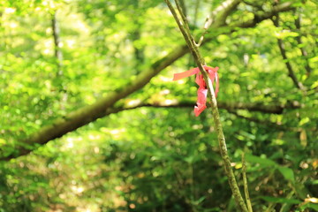 登山での道迷いを防止するためのピンクテープ