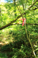 登山での道迷いを防止するためのピンクテープ