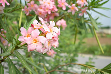 Fototapeta premium Nerium oleander in bloom, Pink siplicity bunch of flowers and green leaves on branches, Nerium Oleander shrub Pink flowers, ornamental shrub branches in daylight, bunch of flowers closeup