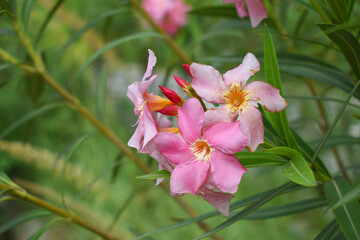 Nerium oleander in bloom, Pink siplicity bunch of flowers and green leaves on branches, Nerium...