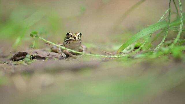 Indus Valley Bullfrog in Garden