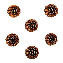 pine cones isolated on transparent background
