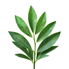 Oleander Leaf Bloom Isolated on Transparent or White Background, PNG