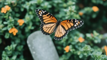 Obraz premium A butterfly flying over a gravestone, transformation, life and death intertwined