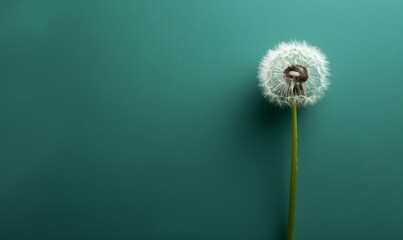 A minimalist shot of a single, white dandelion puff against a vibrant green background