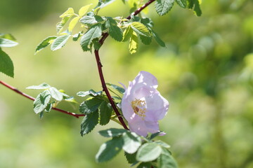 白色のモッコウバラ