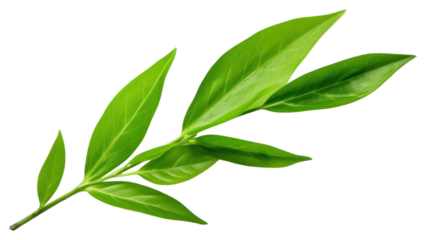 PNG Green tea leaf plant green herbs.
