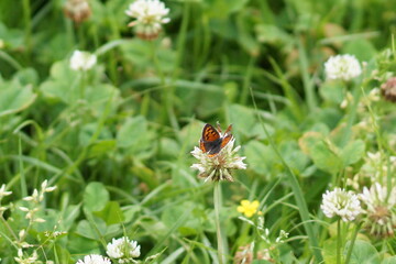クローバーと蝶