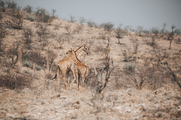 giraffe in the savannah
