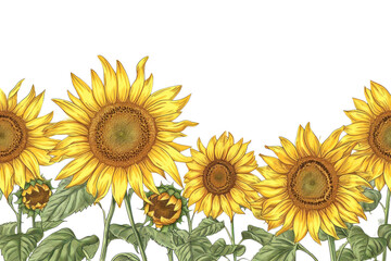 Obraz premium PNG Sunflower plant inflorescence asterales.