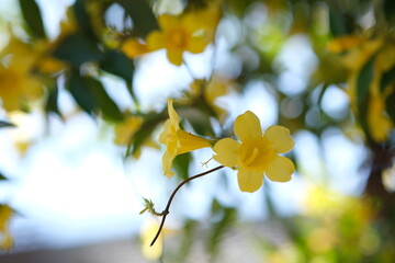 カロライナジャスミン