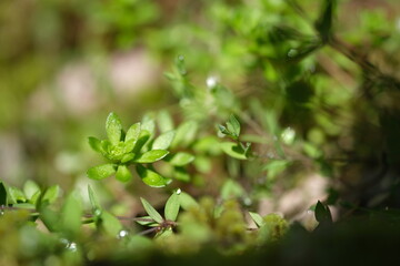 野草のある風景