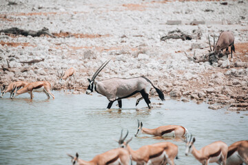 antelope in the water