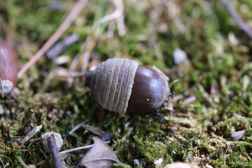 どんぐりのある風景