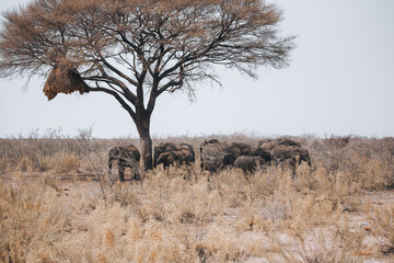 elephants