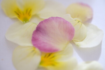 色とりどりのパンジーの花びら