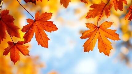 Vibrant autumn leaves showcasing warm shades of orange against a clear sky, representing the beauty of fall.