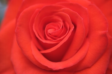 赤色の薔薇の花びら