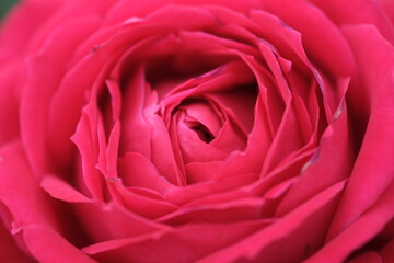 赤色の薔薇の花びら