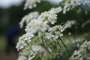 ホワイトレース