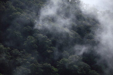 山深い森にかかる霧雲