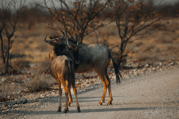 wildebeest