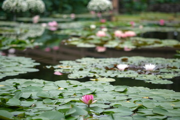 睡蓮池