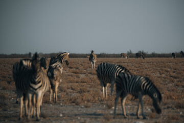 zebras