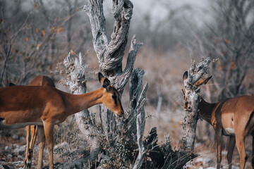 deer in the woods