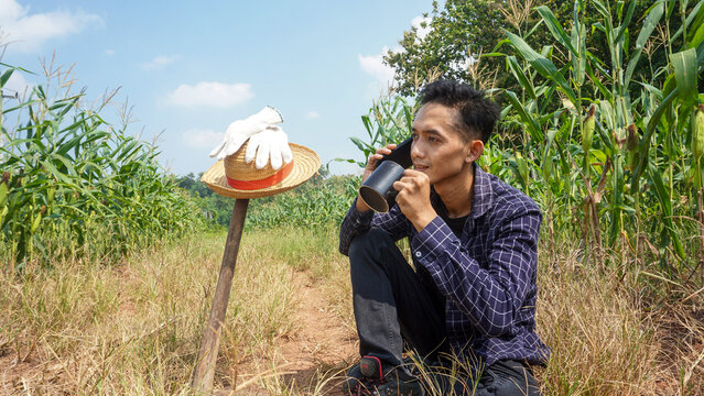 Farmer Taking a Coffee Break in Cornfield, Using Mobile Phone