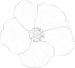 Hand drawn flower isolated. Abstract black and white flower on transparent background. Tattoo and t-shirt design.