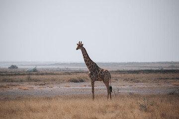 giraffe in the savannah