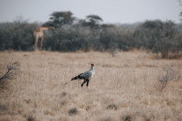 bird in the savannah