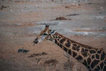 giraffe in the savannah