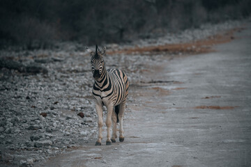 Fototapeta premium zebra crossing the road