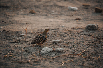 a bird